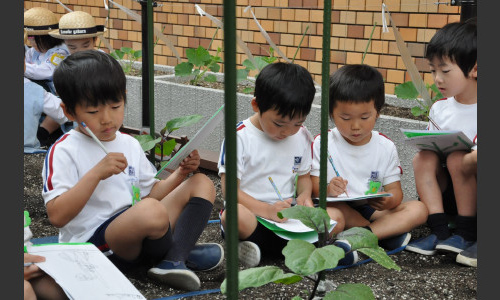 年長組の皆さんが、大きくなっていく苗の様子を観察していますね。