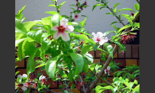 園庭の草花の一部をご紹介しますね。かわいらしい花のアーモンドです