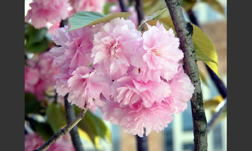入園式にきれいに咲きます八重桜